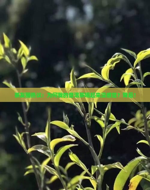 茶友圈热议：为何我的普洱茶喝起来没感觉？背后！