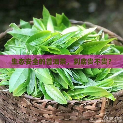 生态安全的普洱茶，到底贵不贵？