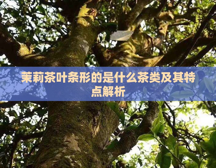 茉莉茶叶条形的是什么茶类及其特点解析