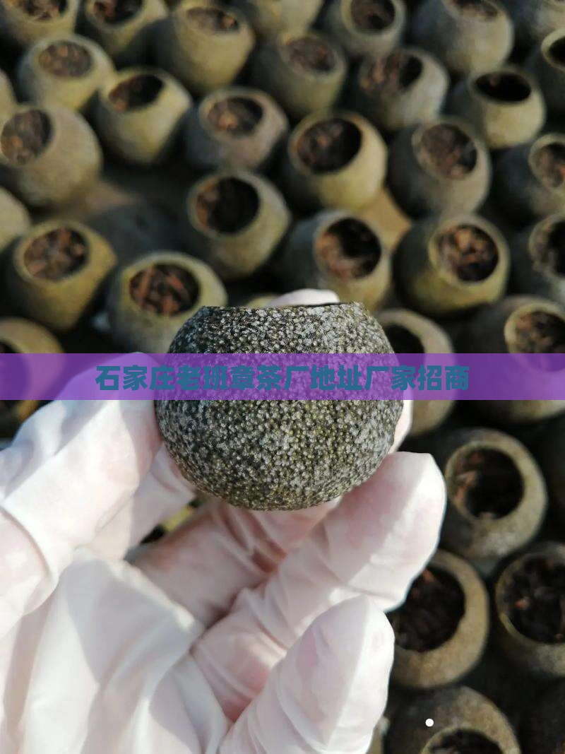 石家庄老班章茶厂地址厂家招商