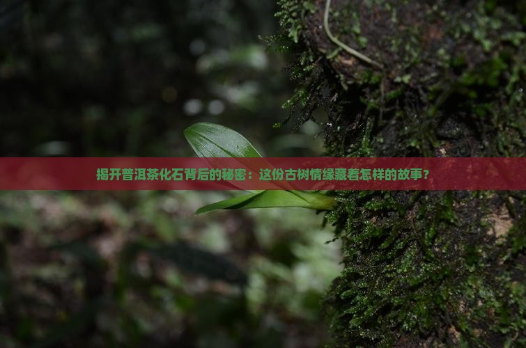 揭开普洱茶化石背后的秘密：这份古树情缘藏着怎样的故事？