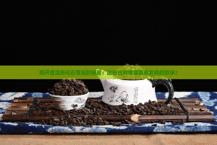 揭开普洱茶化石背后的秘密：这份古树情缘藏着怎样的故事？