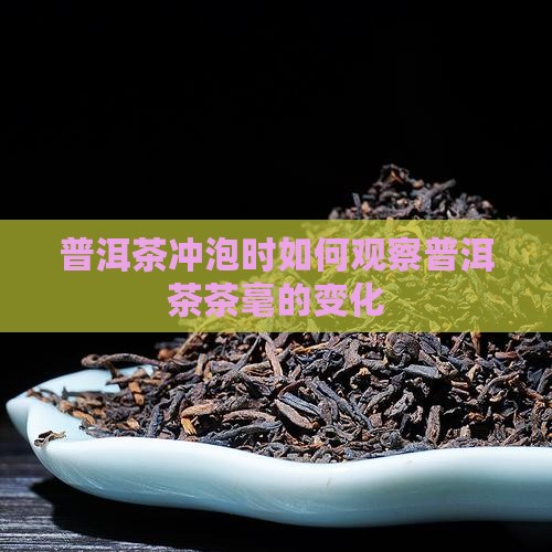 普洱茶冲泡时如何观察普洱茶茶毫的变化