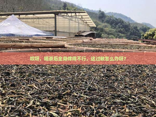哎呀，喝茶后全身痒得不行，这过敏怎么办呀？