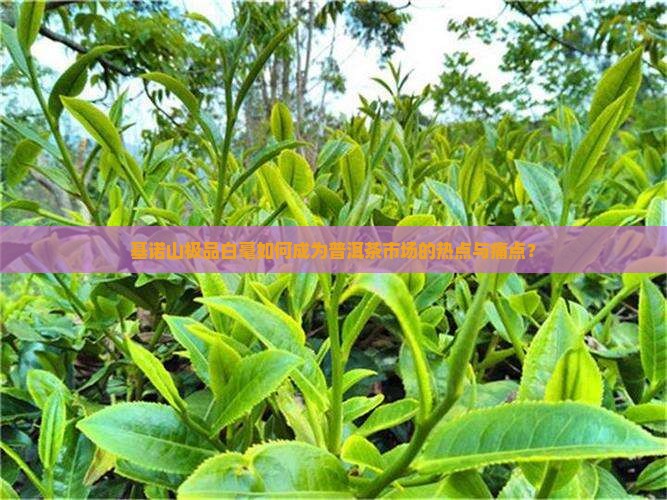 基诺山极品白毫如何成为普洱茶市场的热点与痛点？