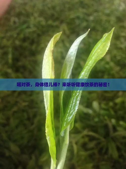 喝对茶，身体倍儿棒？来听听健康饮茶的秘密！