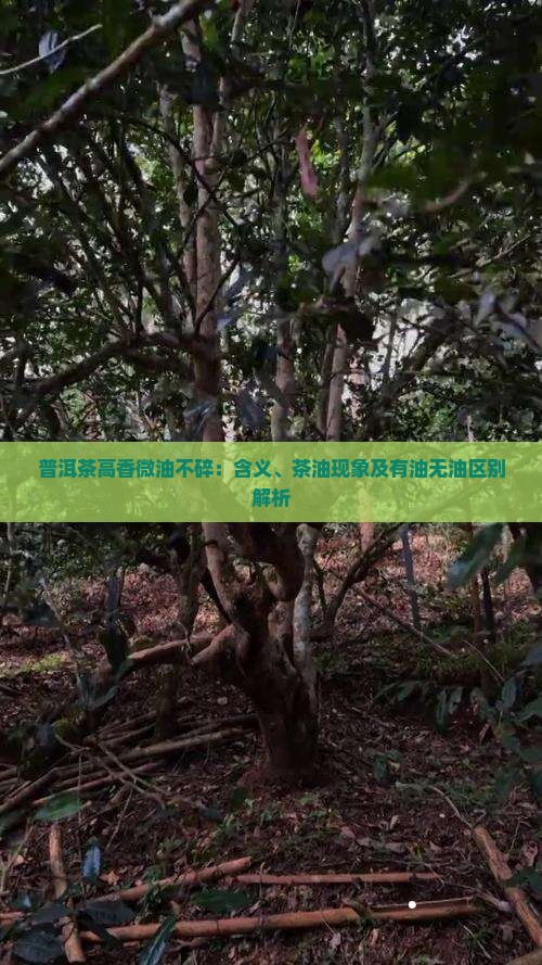 普洱茶高香微油不碎：含义、茶油现象及有油无油区别解析