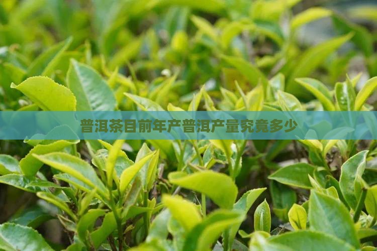 普洱茶目前年产普洱产量究竟多少