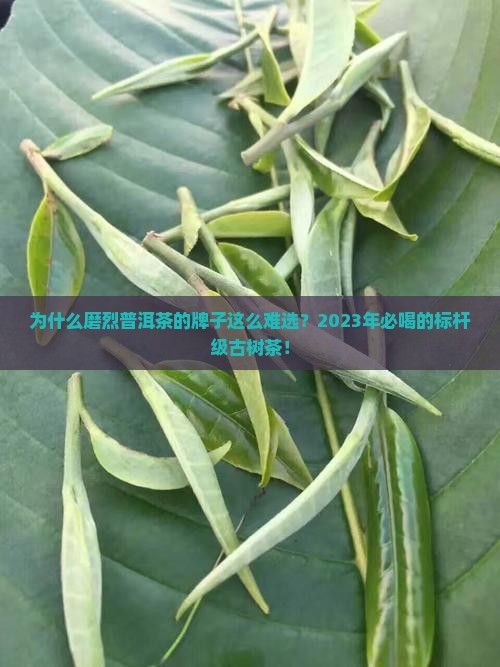 为什么磨烈普洱茶的牌子这么难选？2023年必喝的标杆级古树茶！