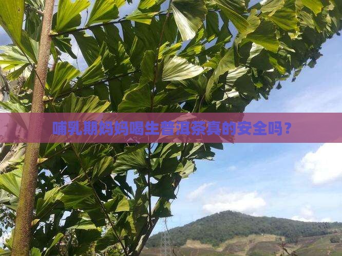 哺乳期妈妈喝生普洱茶真的安全吗？