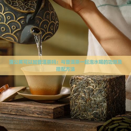 蒲公英可以加普洱茶吗：与普洱茶一起泡水喝的功效及搭配方法