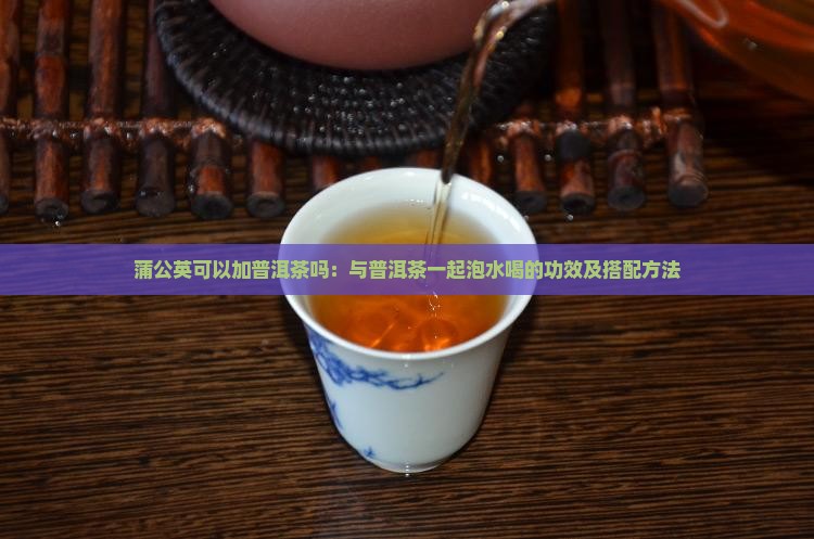 蒲公英可以加普洱茶吗：与普洱茶一起泡水喝的功效及搭配方法