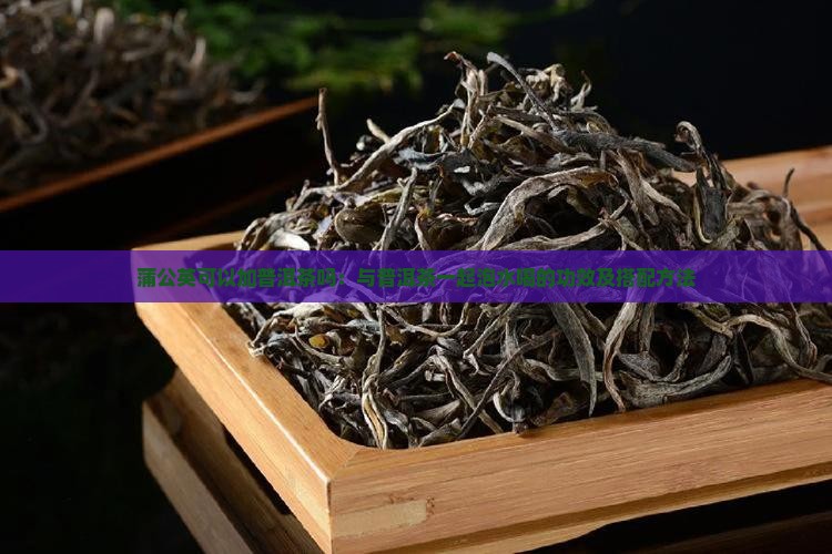 蒲公英可以加普洱茶吗：与普洱茶一起泡水喝的功效及搭配方法