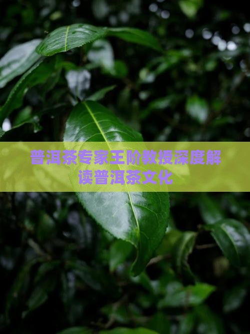 普洱茶专家王阶教授深度解读普洱茶文化