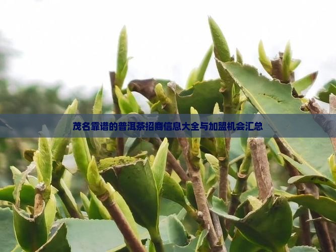 茂名靠谱的普洱茶招商信息大全与加盟机会汇总