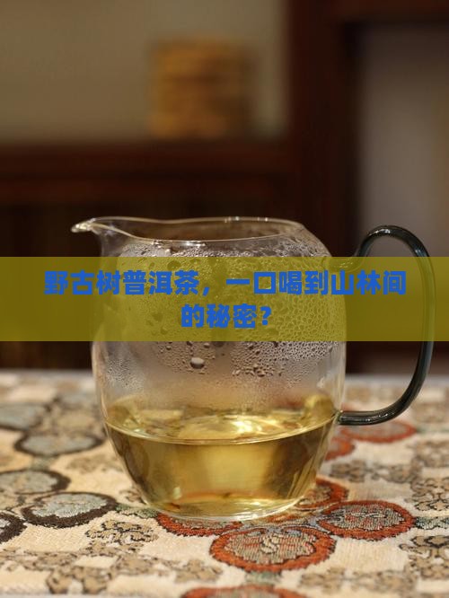 野古树普洱茶，一口喝到山林间的秘密？