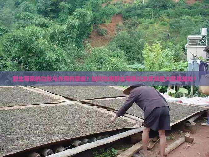 野生莓茶的功效与作用有哪些？如何饮用野生莓茶以发挥其最大健康益处？