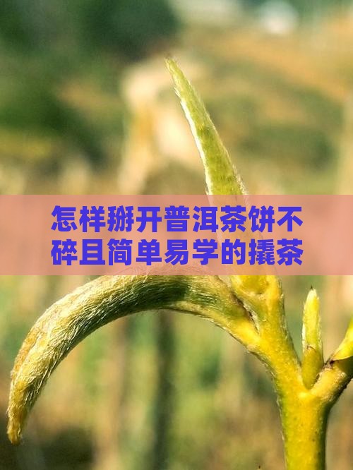 怎样掰开普洱茶饼不碎且简单易学的撬茶方法