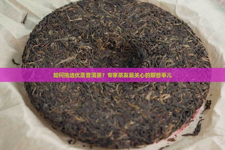如何挑选优质普洱茶？专家茶友最关心的那些事儿