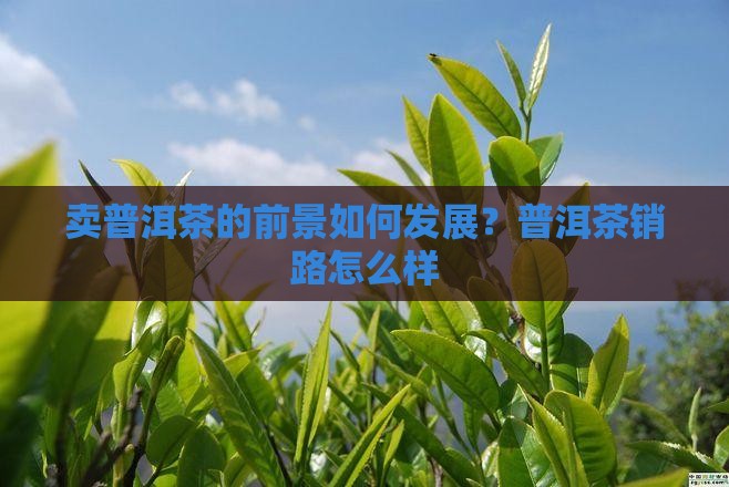 卖普洱茶的前景如何发展？普洱茶销路怎么样