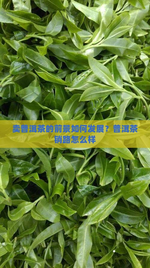 卖普洱茶的前景如何发展？普洱茶销路怎么样