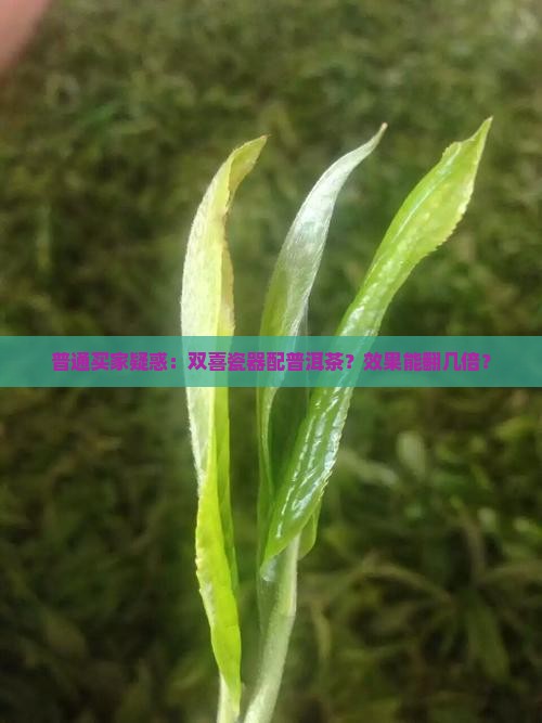 普通买家疑惑：双喜瓷器配普洱茶？效果能翻几倍？