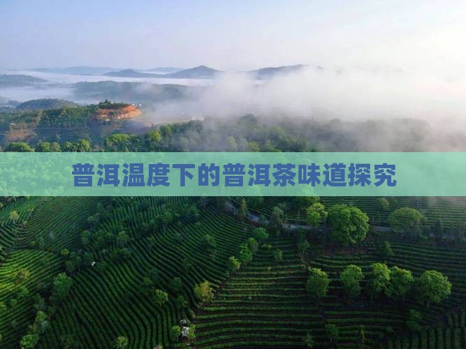普洱温度下的普洱茶味道探究