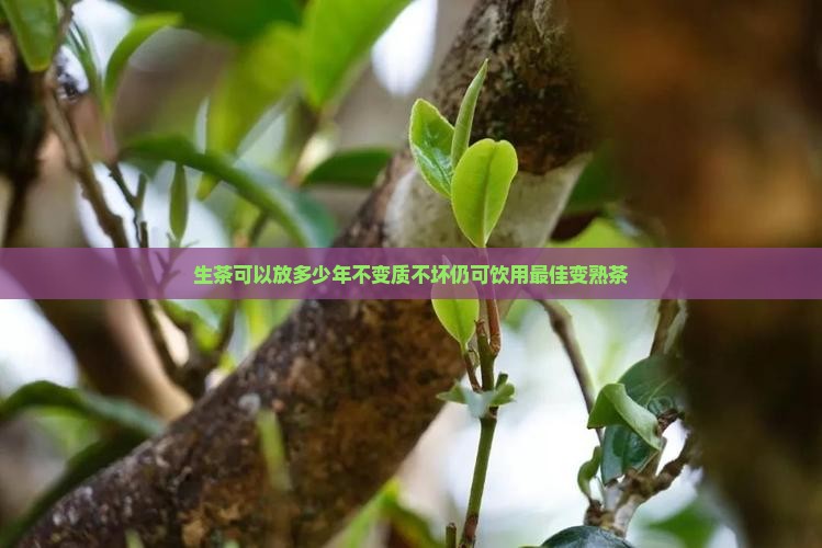 生茶可以放多少年