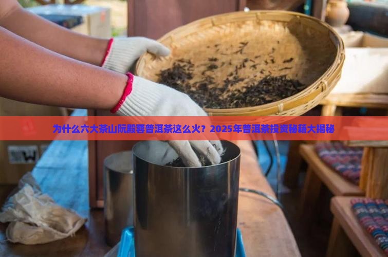 六大茶山阮殿蓉普洱茶