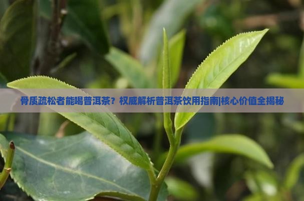 骨质疏松者能喝普洱茶