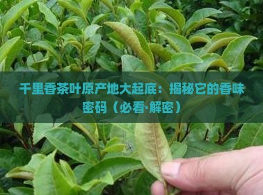 千里香茶叶的产地特点