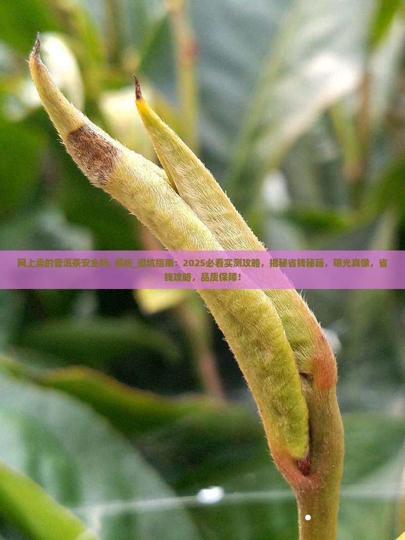 网上卖的普洱茶安全吗