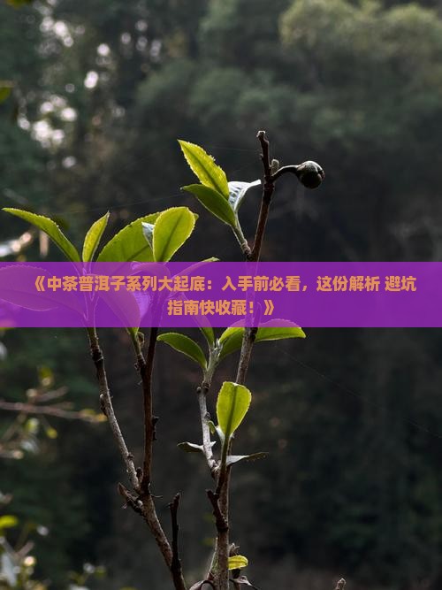 中茶普洱子系列