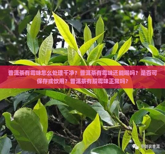 普洱茶有霉味怎么处理