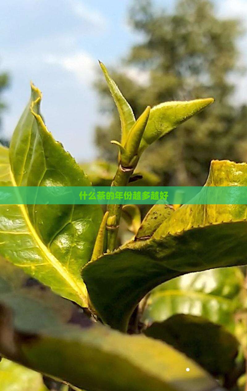 什么茶年越多越好