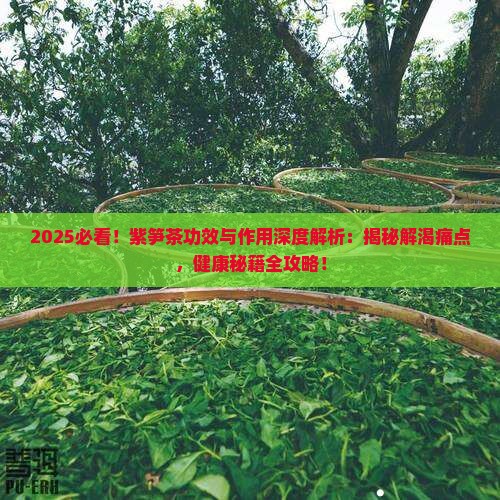 紫笋茶的功效与作用