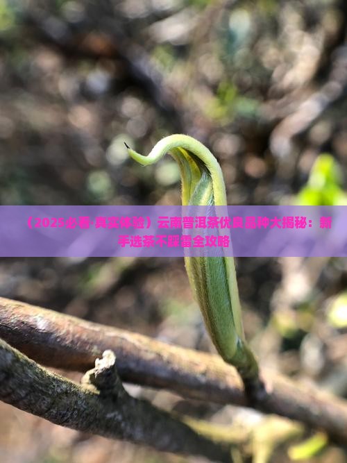 云南普洱茶优良品种