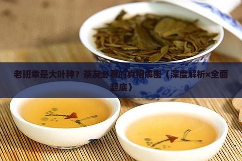 老班章属于大叶种