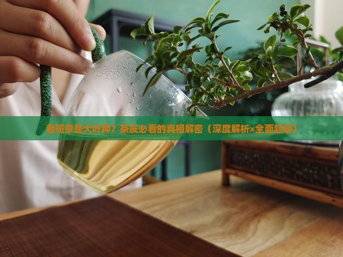 老班章属于大叶种