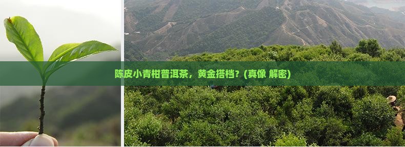 陈皮小青柑普洱茶黄金搭档