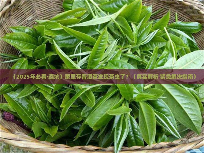 普洱茶存放时有茶虫