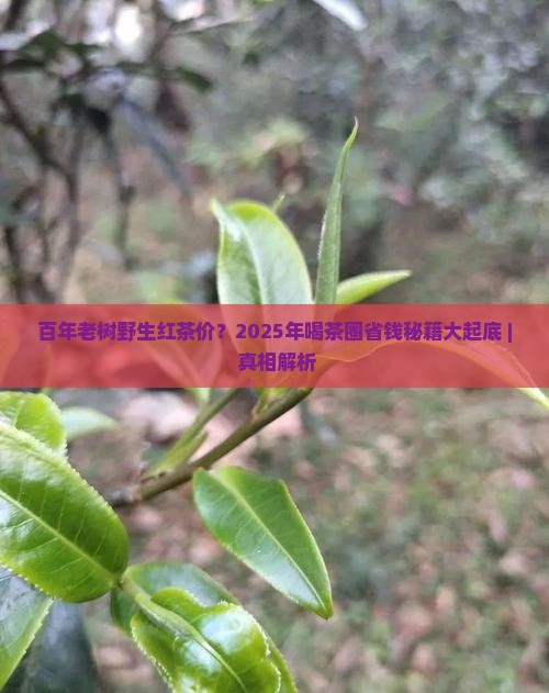 百年老树野生红茶价