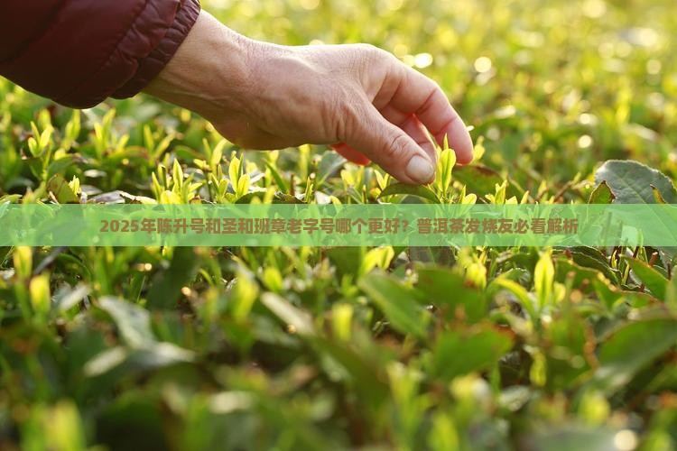 陈升号和圣和班章老字号那个好