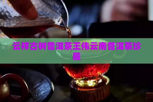 紫云祥普洱茶王伟