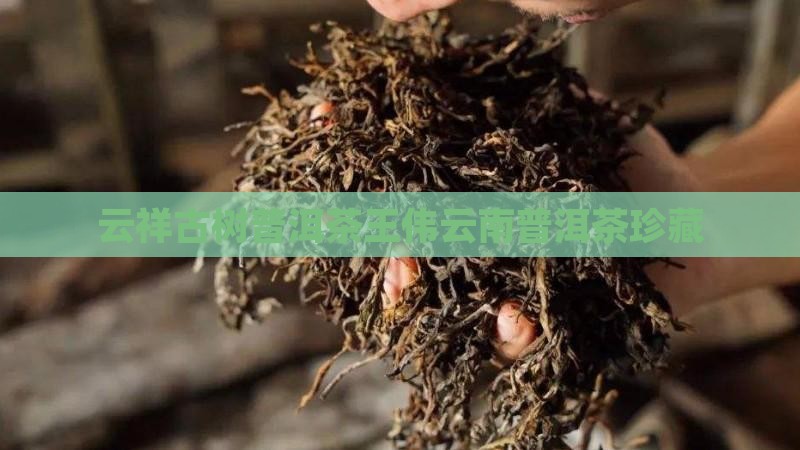 紫云祥普洱茶王伟