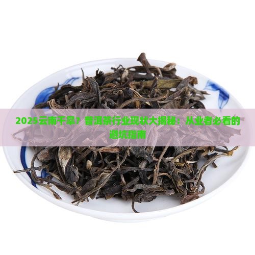 云南干旱普洱茶现状