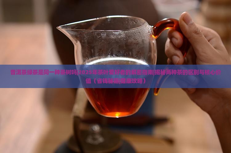 普洱茶绿茶是同一种茶树吗