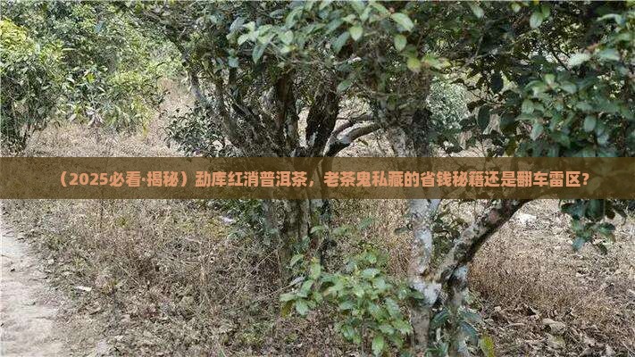 勐库红消普洱茶