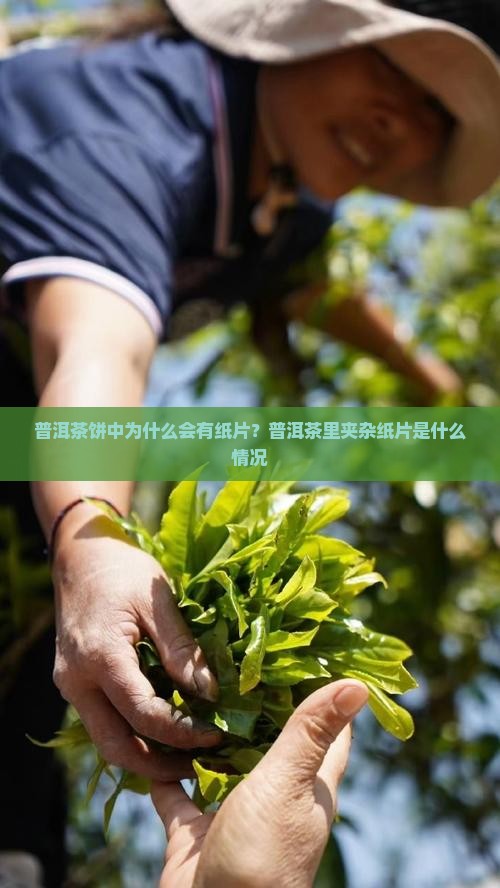 普洱茶饼为什么夹杂纸