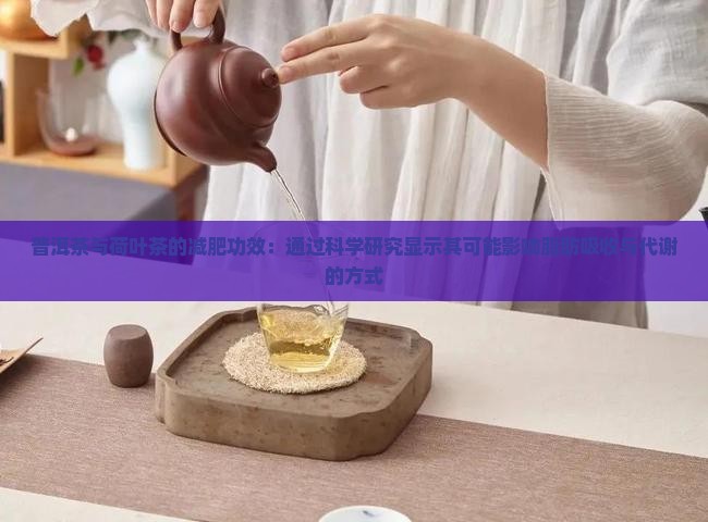 普洱茶荷叶茶减肥